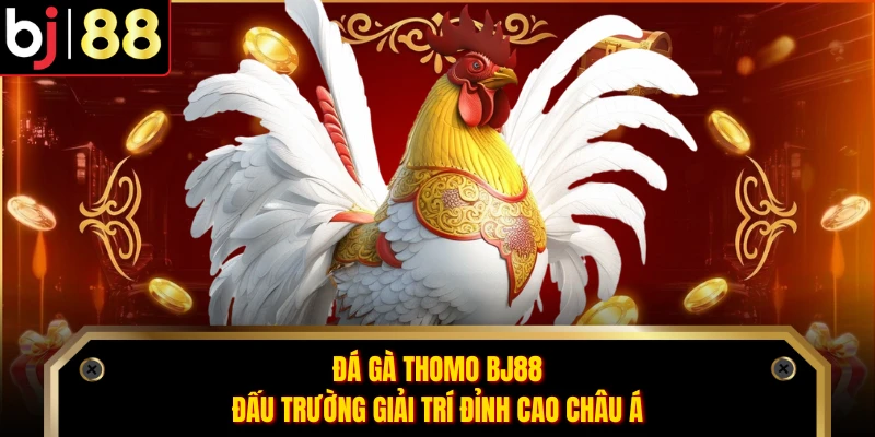 Đá Gà Thomo BJ88 - Đấu Trường Giải Trí Đỉnh Cao Châu Á