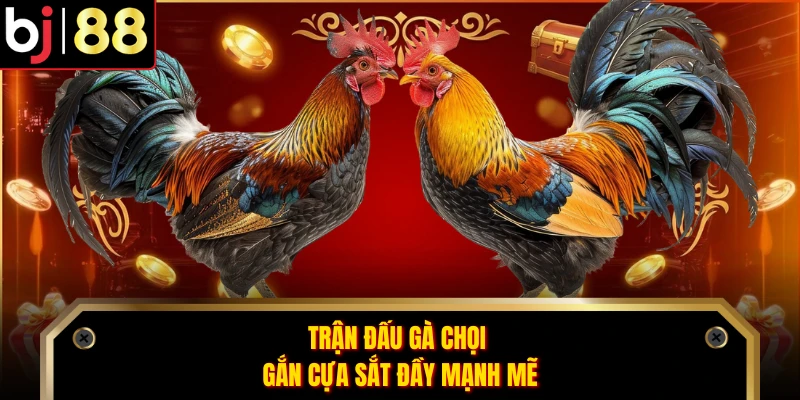 Trận đấu gà chọi gắn cựa sắt đầy mạnh mẽ